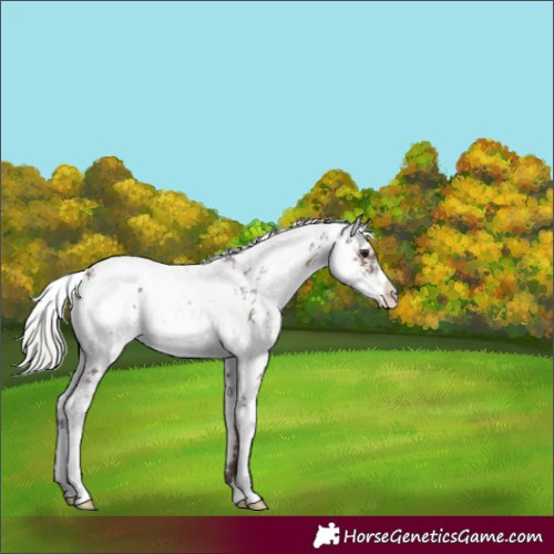 Horse Color:Silver Brown Sabino 