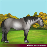 Horse Color:Gray Grullo 