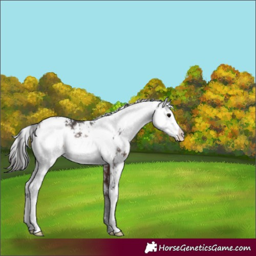 Horse Color:Brown Sabino 
