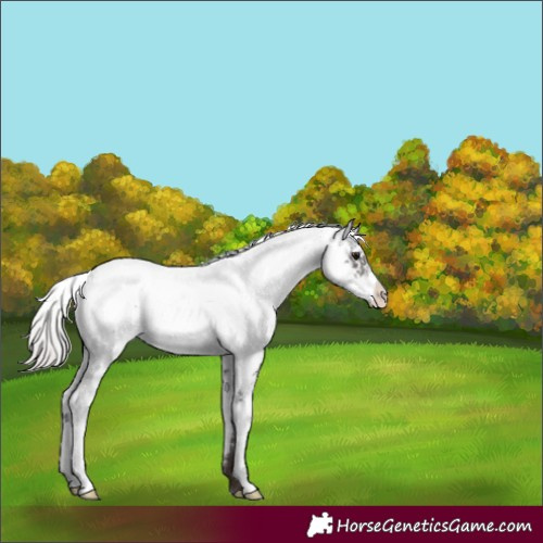 Horse Color:Silver Brown Sabino 