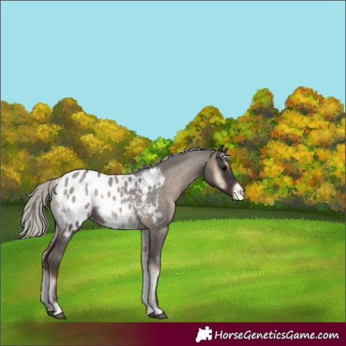 Horse Color:Silver Blue Onyx Roan Appaloosa 