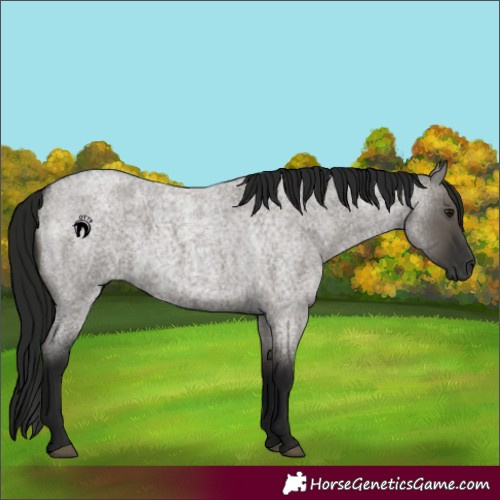 Horse Color:Gray Grullo Roan 