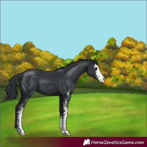 Horse Color:Black Sabino 