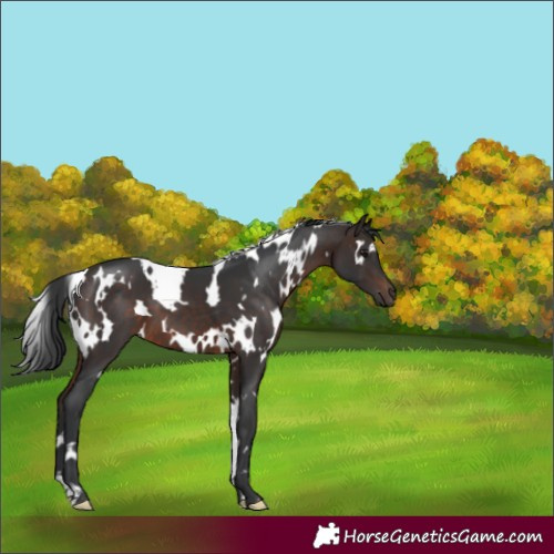 Horse Color:White Spotted Brown 