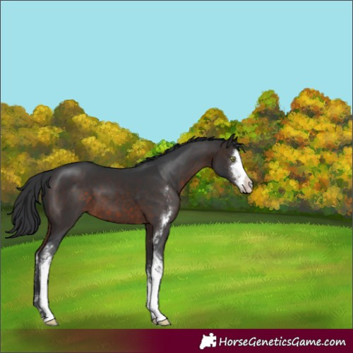 Horse Color:Brown Sabino 