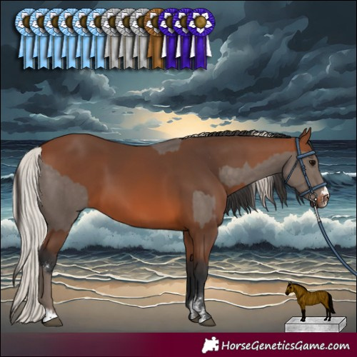 Horse Color:Silver Black Sabino  and Bay Sabino 