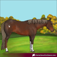 Horse Color:Liver Chestnut Tobiano 