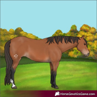 Horse Color:Bay 