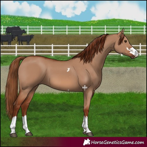 Horse Color:Red Dun