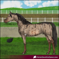 Horse Color:Red Dun Brindle