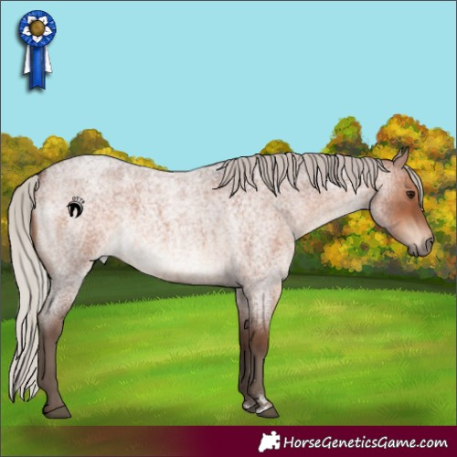 Horse Color:Silver Brown Roan 