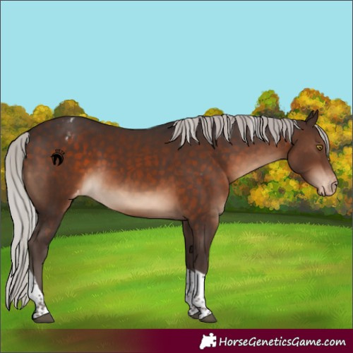 Horse Color:Silver Brown Tobiano Appaloosa 