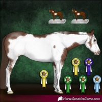 Horse Color:Liver Chestnut Sabino Frame 