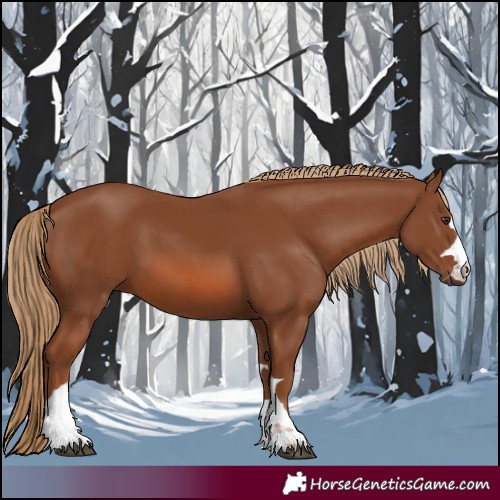 Horse Color:Chestnut 