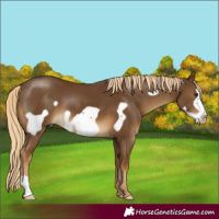 Horse Color:Chocolate Palomino Frame 