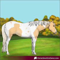 Horse Color:Palomino Tobiano 