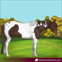 Horse Color:Liver Chestnut Tobiano 