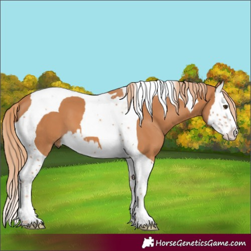 Horse Color:Chestnut Splash Tobiano 