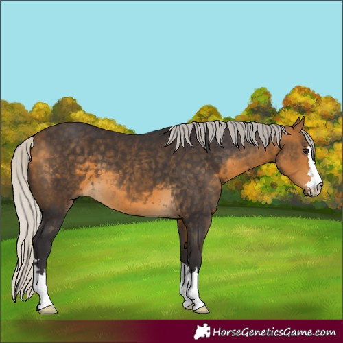 Horse Color:Silver Buckskin 