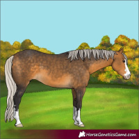 Horse Color:Silver Buckskin 