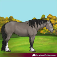 Horse Color:Gray Grullo Sabino 