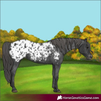 Horse Color:Black Appaloosa 