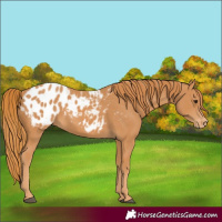 Horse Color:Chestnut Appaloosa 