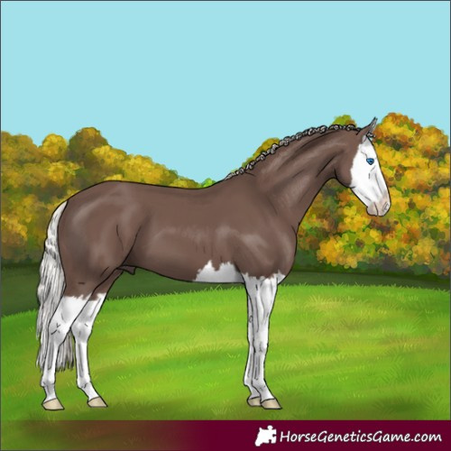 Horse Color:Silver Black Splash 