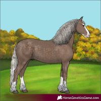 Horse Color:Silver Black Sabino Splash 