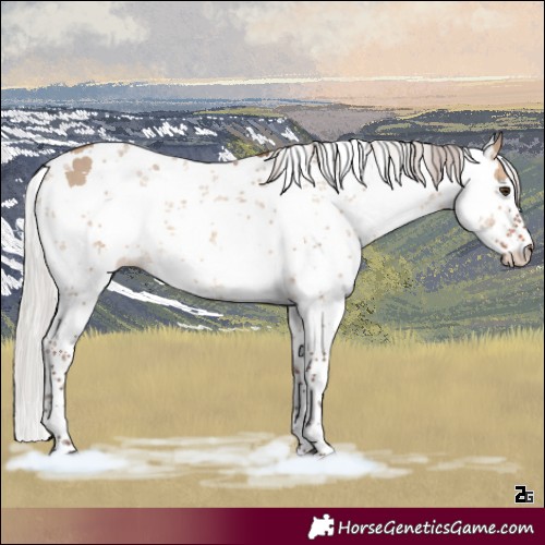 Horse Color:Silver Brown Dun Sabino Rabicano 