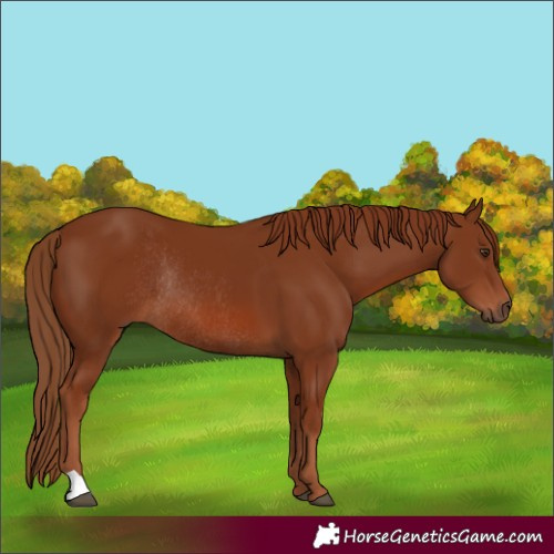 Horse Color:Chestnut Rabicano 