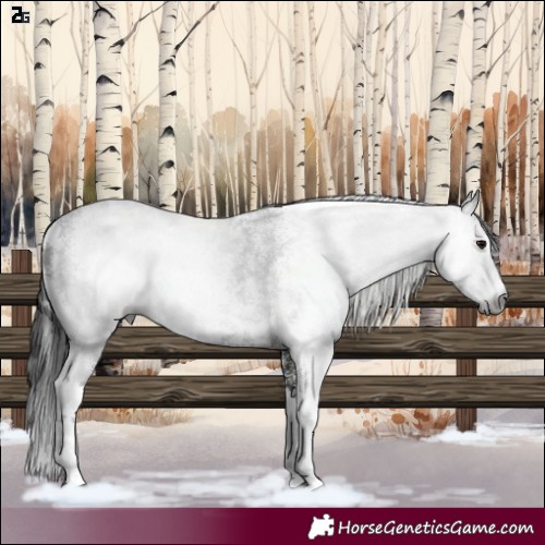Horse Color:Gray Black Sabino 
