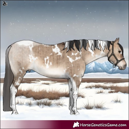 Horse Color:White Spotted Bay Dun Tobiano Brindle 