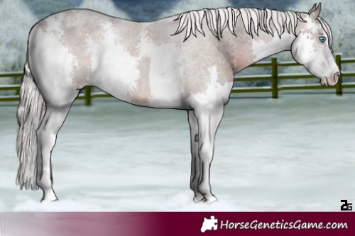Horse Color:Silver Brown Sabino Splash Rabicano 