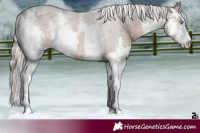 Horse Color:Silver Brown Sabino Splash Rabicano 