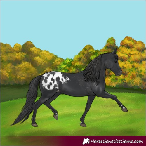 Horse Color:Black Appaloosa 