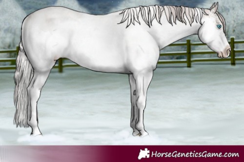 Horse Color:Silver Brown Dun Sabino Splash Rabicano 