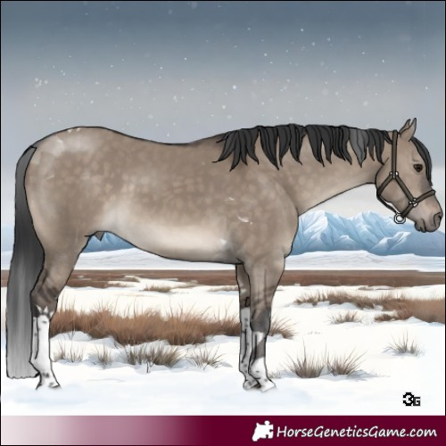 Horse Color:Brown Dun Tobiano 