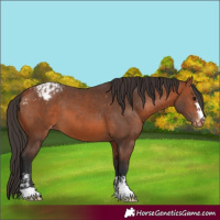 Horse Color:Bay Appaloosa  and Bay Appaloosa 