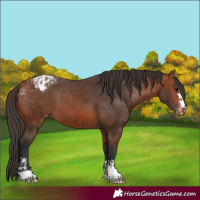 Horse Color:Bay Appaloosa  and Bay Appaloosa 
