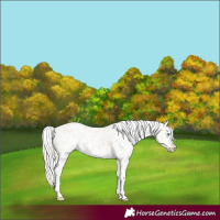 Horse Color:Cremello Appaloosa