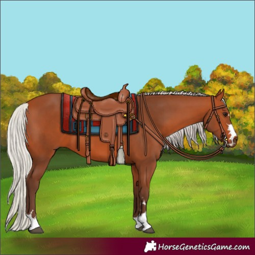 Horse Color:Silver Bay 