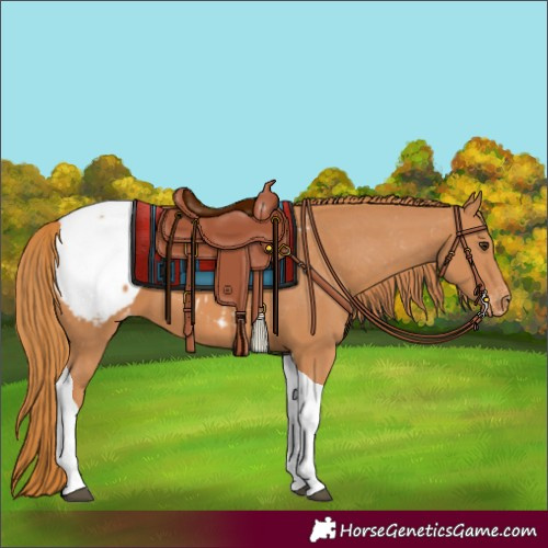 Horse Color:Chestnut Tobiano Snowcap