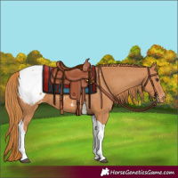 Horse Color:Chestnut Tobiano Snowcap 