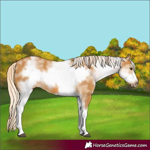 Horse Color:White Spotted Palomino Frame 