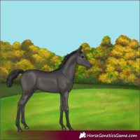 Horse Color:Black 