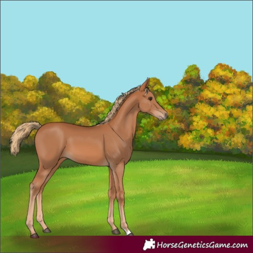 Horse Color:Chestnut 