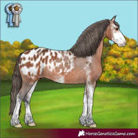 Horse Color:Bay Sabino Appaloosa 