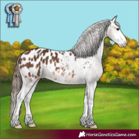 Horse Color:Bay Sabino Blanket 