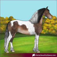 Horse Color:Brown Tobiano